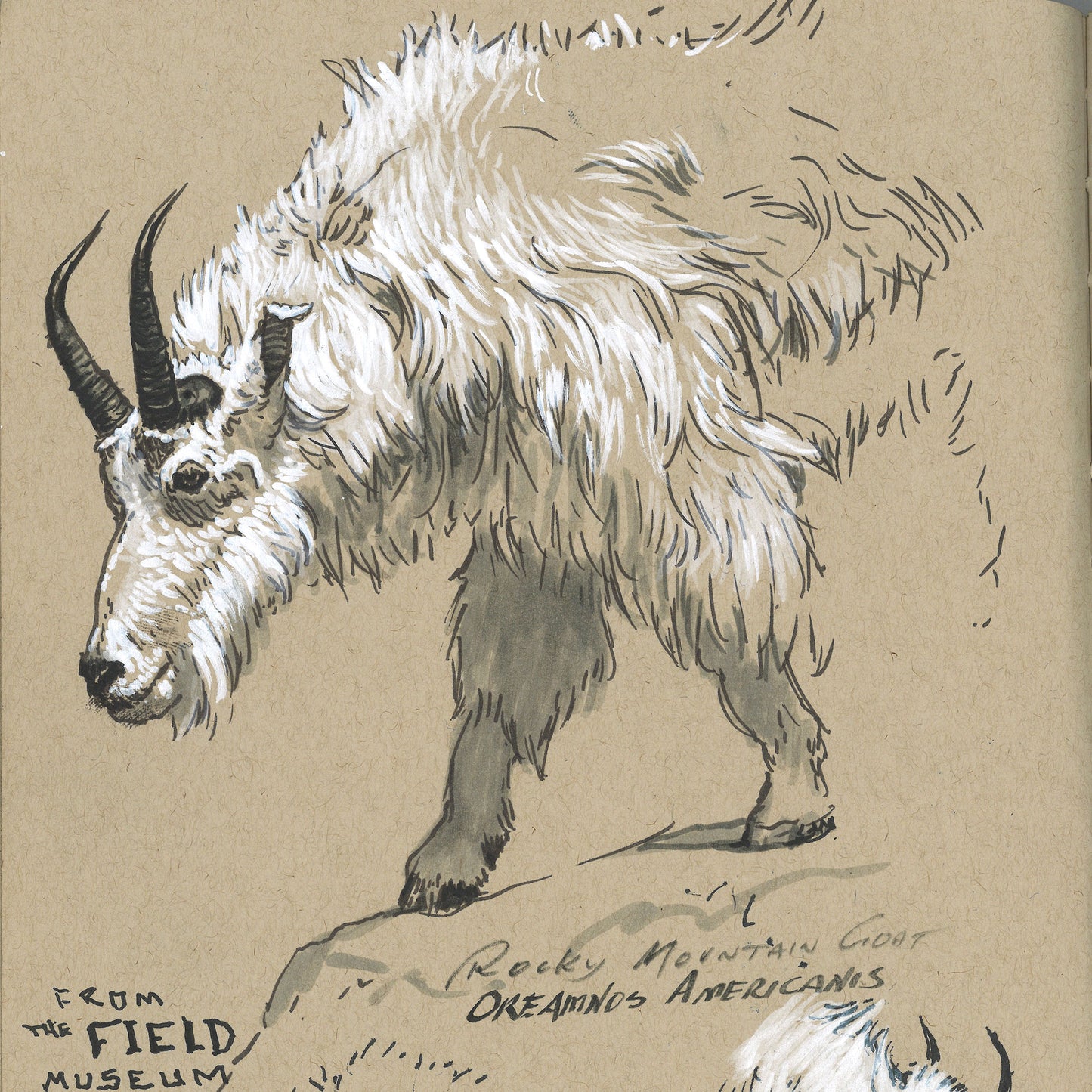 Faber-Castell Pitt Artist Pen - Black/White (Pack of 4) - Sample Illustration of a Rocky Mountain Goat