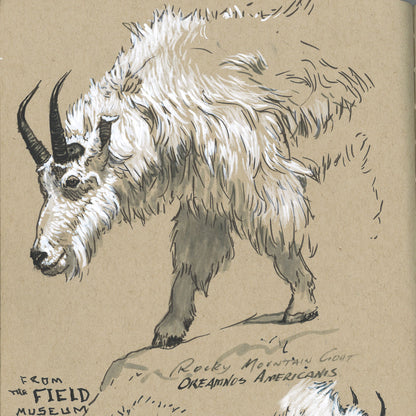 Faber-Castell Pitt Artist Pen - Black/White (Pack of 4) - Sample Illustration of a Rocky Mountain Goat