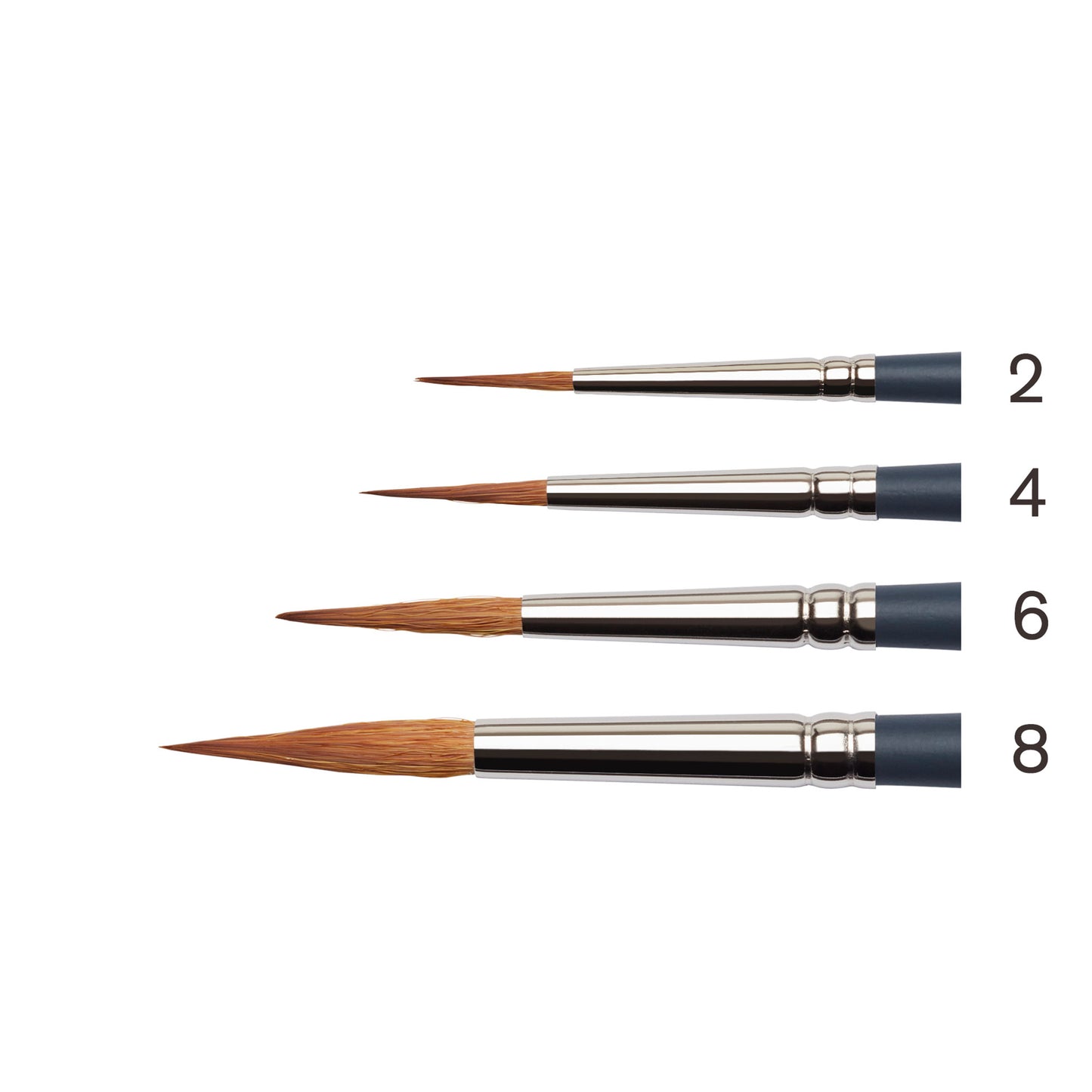 Synthetic Sable Brushes - POINTED ROUND - Bristles Closeup & Size Comparison