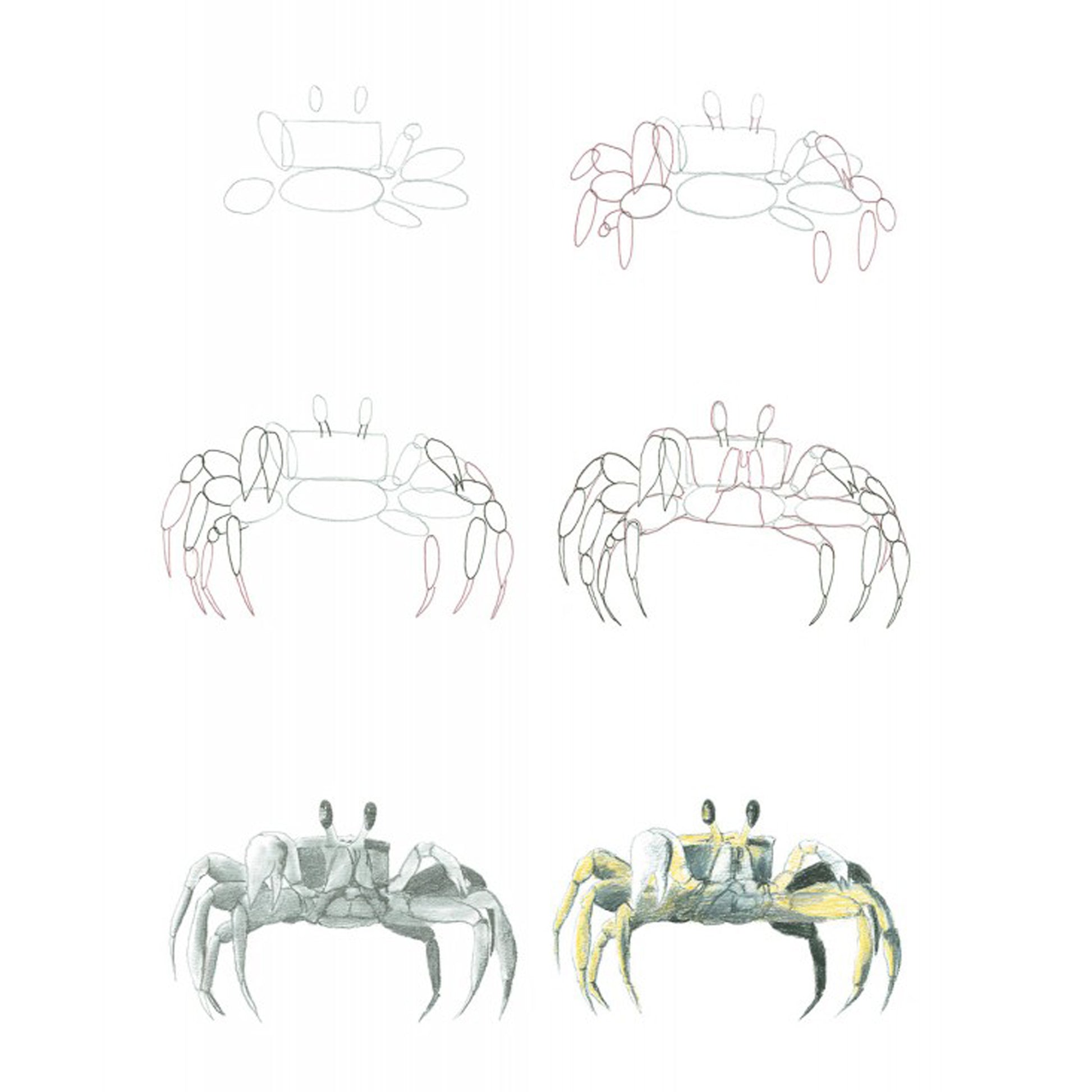 How to Draw Sea Creatures in Simple Steps - J. Newey - Sample Page of a Crab