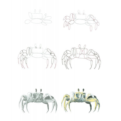 How to Draw Sea Creatures in Simple Steps - J. Newey - Sample Page of a Crab